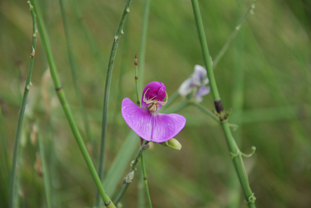 Araignée sur prêle